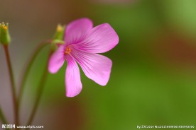 粉红小花