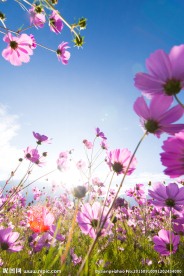 格桑花
