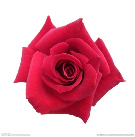 一朵红玫瑰