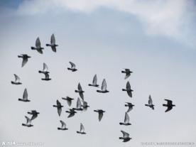 天空中的鸽群