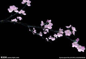 梅花动态视频