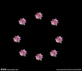 花卉动态视频