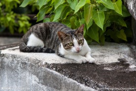 马来西亚流浪猫