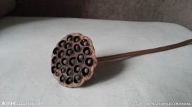 莲蓬