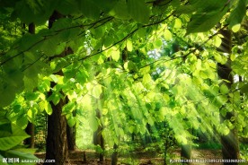 奥林匹克公园树林