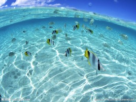 海
