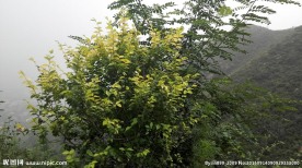 绿色山上植物