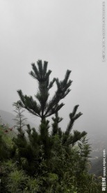 绿色山上植物 柏树