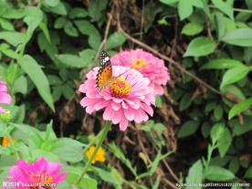 蝴蝶与花