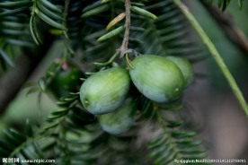 香榧   香榧树  香榧果子