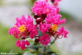 紫薇花