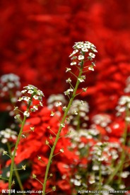 花海