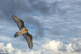 鹰击长空
