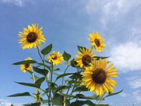 黄色向日葵
