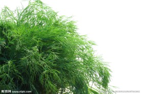 新鲜蔬菜图片