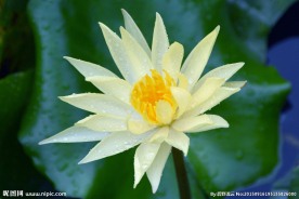 莲花盛艳