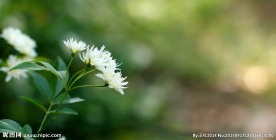 白蔷薇花
