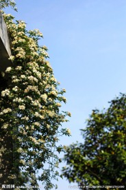 白蔷薇花