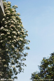 白蔷薇花