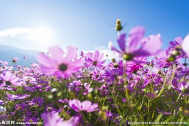 格桑花