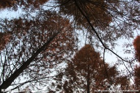红杉树