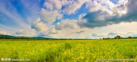 油菜花地