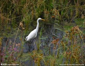 大连白鹭