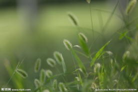 狗尾巴草