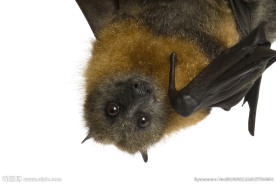 蝙蝠