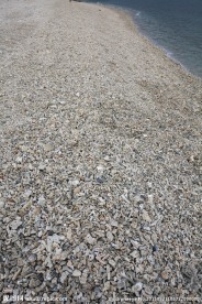 布满贝壳和珊瑚的海滩