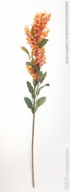 花花草草