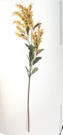 花花草草