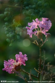 花果同秋