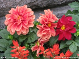 小丽花