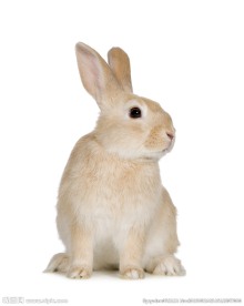 兔子高清图片
