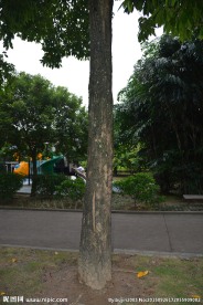 树干
