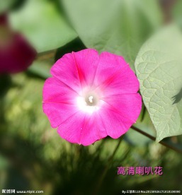 喇叭花