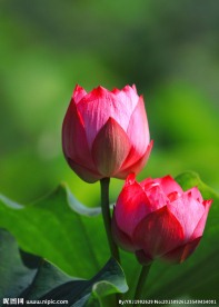 并蒂莲