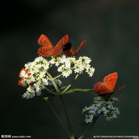 蝶恋花