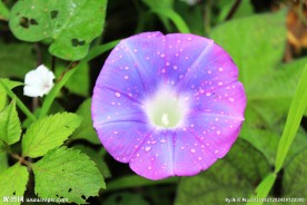 牵牛花