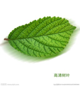 树叶
