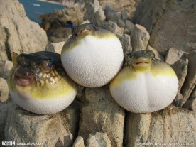 河豚鱼