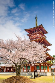 日本樱花树图片