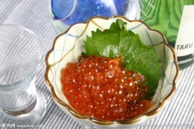 挪威三文鱼仔