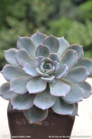 多肉植物 皮氏石莲
