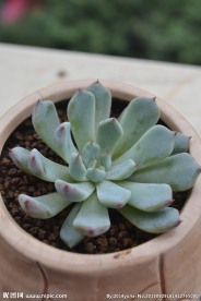 多肉植物 黑爪