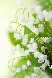 风铃花