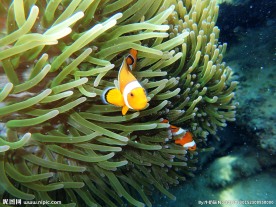 皮皮岛小丑鱼