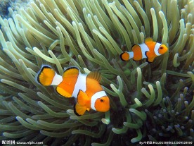 皮皮岛小丑鱼