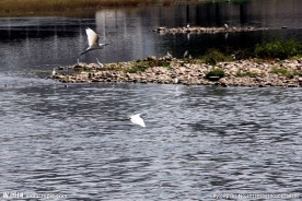 伴飞的白鹭